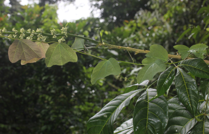 Fig.07. Passifloraceae, <i>Passiflora biflora</i>, planta hospedera de <i>Heliconius vazquezae</i> (Nymphalidae), Estación Pitilla, fotografía: Calixto Moraga, 24 Ago 2026.
