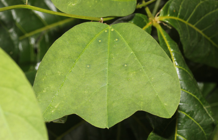 Fig.08. Passifloraceae, <i>Passiflora biflora</i>, hoja, planta hospedera de <i>Heliconius vazquezae</i> (Nymphalidae), Estación Pitilla, fotografía: Calixto Moraga, 24 Ago 2026.