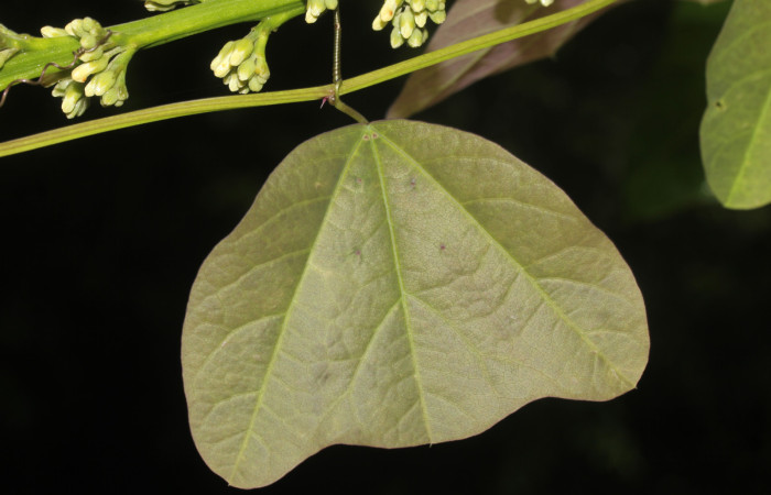 Fig.09. Passifloraceae, <i>Passiflora biflora</i>, brote, planta hospedera de <i>Heliconius vazquezae</i> (Nymphalidae), Estación Pitilla, fotografía: Calixto Moraga, 24 Ago 2026.
