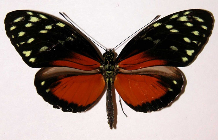 Fig.11. Adulto de <i>Heliconius Zuleika</i> (Nymphalidae), 87mm de envergadura, vista dorsal, foto 03 Nov 2004. Voucher: 01-SRNP-13867-DHJ34088.jpeg.