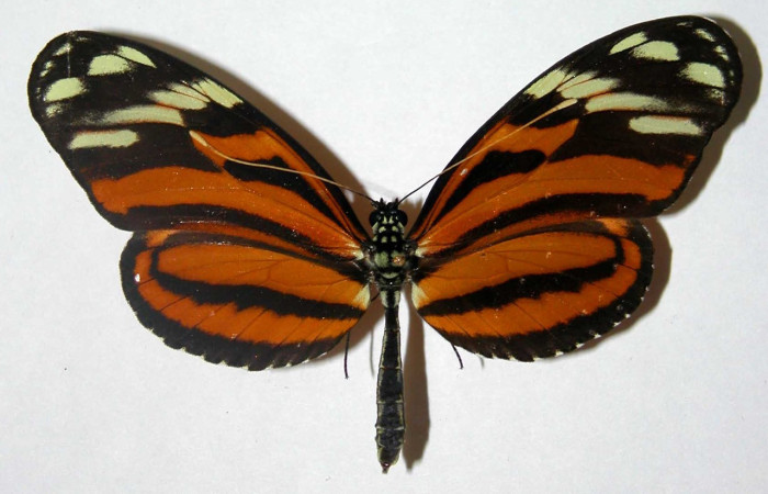 Fig.13. Adulto de <i>Heliconius telchinia</i> (Nymphalidae), 86mm de envergadura, vista dorsal, foto 05 Nov. 2004. Voucher: 03-SRNP-3279-DHJ34742.jpeg.
