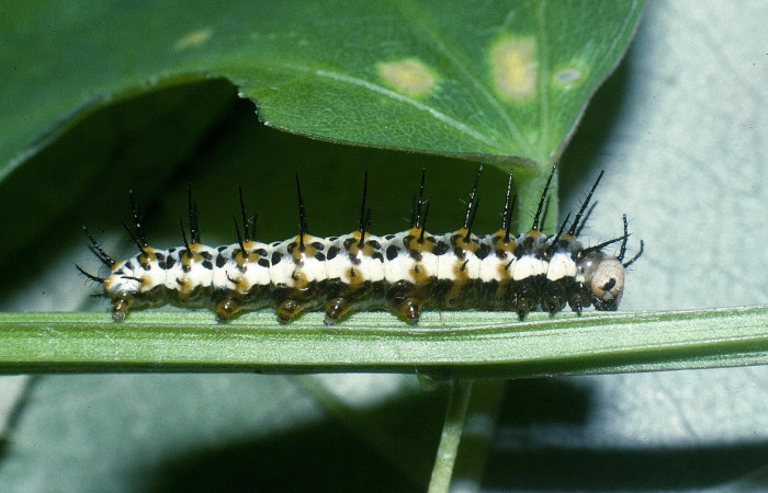 Fig.14. Larva de <i>Heliconius petiverana</i> (Nymphalidae), vista lateral, penúltimo estadío 18mm de longitud, foto 27 Febrero 2004. Voucher: 04-SRNP-20866-DHJ82123.jpeg.