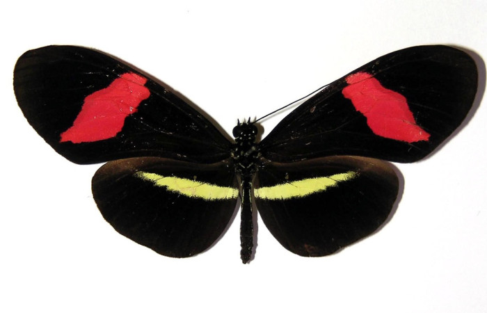 Fig.15. Adulto de <i>Heliconius petiverana </i> (Nymphalidae), 69mm de envergadura, vista dorsal, foto 05 Nov. 2004. Voucher: 03-SRNP-17637-DHJ96460.jpeg.