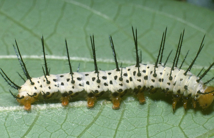 Fig.16. Larva de <i>Heliconius galanthus</i> (Nymphalidae), vista lateral, último estadío 36mm de longitud, foto 02 Ago. 2004. Voucher: 04-SRNP-34164-DHJ86697.jpeg.