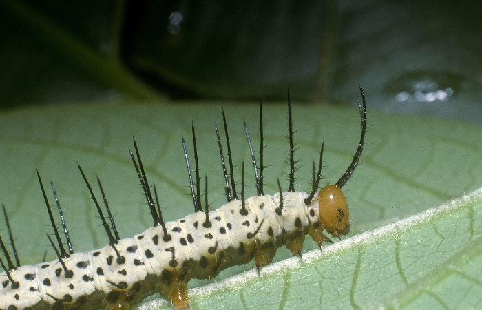 Fig.17. Larva de <i>Heliconius galanthus</i> (Nymphalidae), vista lateral, último estadío 36mm de longitud, foto 02 Ago. 2004. Voucher: 04-SRNP-34164-DHJ86696.jpeg.