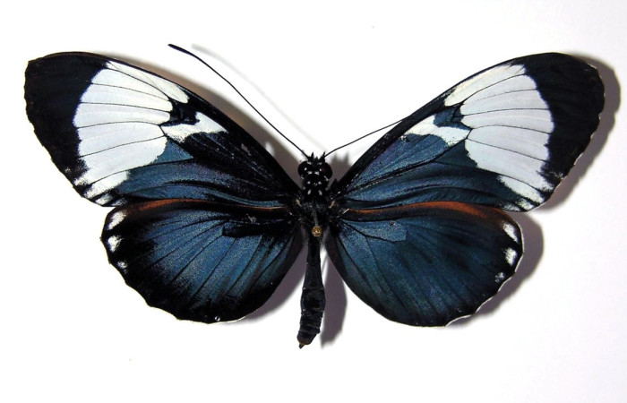 Fig.18. Adulto de <i>Heliconius galanthus</i> (Nymphalidae), vista dorsal, 76mm de envergadura, foto 05 Nov. 2004. Voucher: 02-SRNP-33276-DHJ96548.jpeg.