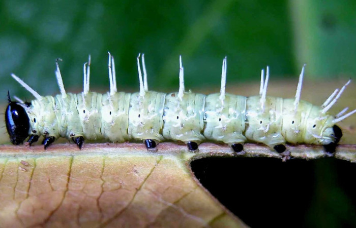Fig.19. Larva de <i>Heliconius leuce </i> (Nymphalidae), vista lateral, penúltimo estadío 32mm de longitud, foto 03 Oct. 2004. Voucher: 04-SRNP-55584-DHJ402053.jpeg.