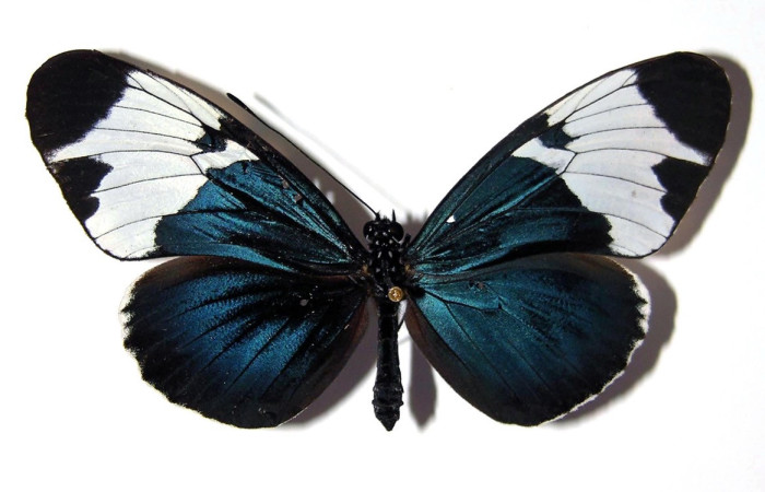 Fig.20. Adulto de <i>Heliconius leuce </i> (Nymphalidae), vista dorsal, 69mm de envergadura, foto 05 Nov. 2004. Voucher: 01-SRNP-24340-DHJ96556.jpeg.