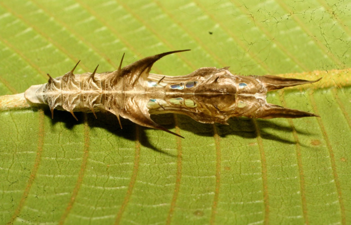 Fig.21. Pupa de <i>Heliconius formosus </i> (Nymphalidae), vista dorsal, 36mm de longitud, foto 28 Junio 2011. Voucher:11-SRNP-31832-DHJ494531.jpeg.