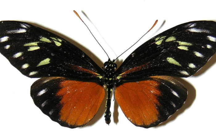 Fig.22. Adulto de <i>Heliconius formosus </i> (Nymphalidae), vista dorsal, 77mm de envergadura, foto 09 Julio 2005. Voucher: 04-SRNP-48665-DHJ308140.jpeg