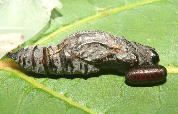 Fig.23. Pupa de <i>Heliconius viridis</i> (Nymphalidae), vista lateral, 36mm de longitud, foto 14 Set 2013. Voucher: 13-SRNP-71564-DHJ703202.jpeg.
