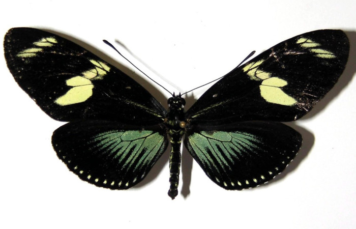 Fig.24. Adulto de <i>Heliconius viridis </i> (Nymphalidae), vista dorsal, 76mm de envergadura, foto 05 Nov 2004. Voucher: 04-SRNP-33469-DHJ96564.jpeg
