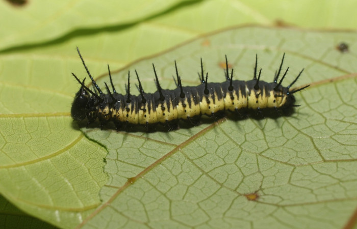 Fig.25. Larva de <i>Heliconius fulgius </i> (Nymphalidae), vista lateral, último estadío 25mm de longitud, foto 11 Nov. 2018. Voucher: 18-SRNP-2679-DHJ705978.jpg.