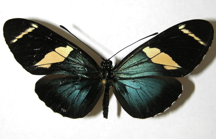 Fig.26. Adulto de <i>Heliconius fulgius </i> (Nymphalidae), vista dorsal, 64mm de envergadura, foto 28 Nov 2006. Voucher:06-SRNP-7236-DHJ353588.jpeg.