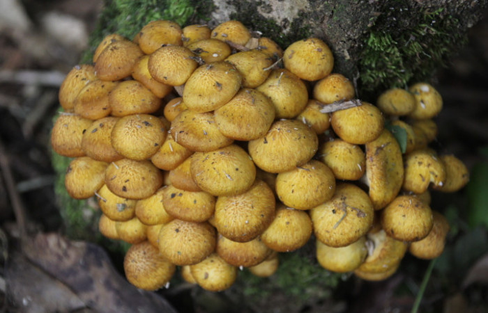 Figura. 1. Hongo castaño, <i>Pholiota adiposa</i> (Strophariaceae), Estación Biológica Quica, Sector Pitilla (ACG). Foto: Dinia Martínez, Febrero 2026.