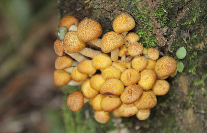 Figura. 2. Hongo castaño, <i>Pholiota adiposa</i> (Strophariaceae), Estación Biológica Quica, Sector Pitilla (ACG). Foto: Dinia Martínez, Febrero 2026.