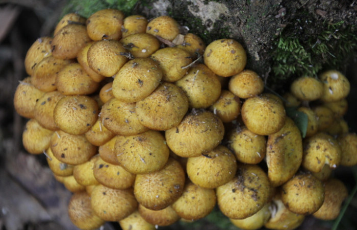 Figura. 6. Hongo castaño, <i>Pholiota adiposa</i> (Strophariaceae), Estación Biológica Quica, Sector Pitilla (ACG). Foto: Dinia Martínez, Febrero 2026.