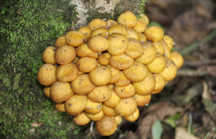 Figura. 4. Hongo castaño, <i>Pholiota adiposa</i> (Strophariaceae), Estación Biológica Quica, Sector Pitilla (ACG). Foto: Dinia Martínez, Febrero 2026.