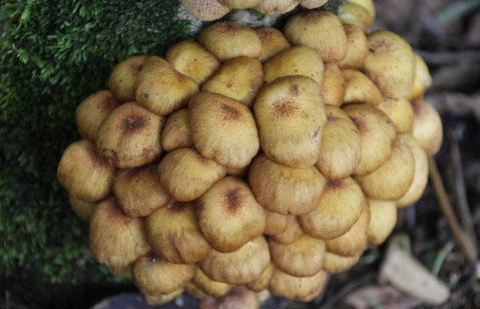 Figura. 5. Hongo castaño, <i>Pholiota adiposa</i> (Strophariaceae), Estación Biológica Quica, Sector Pitilla (ACG). Foto: Dinia Martínez, Febrero 2026.