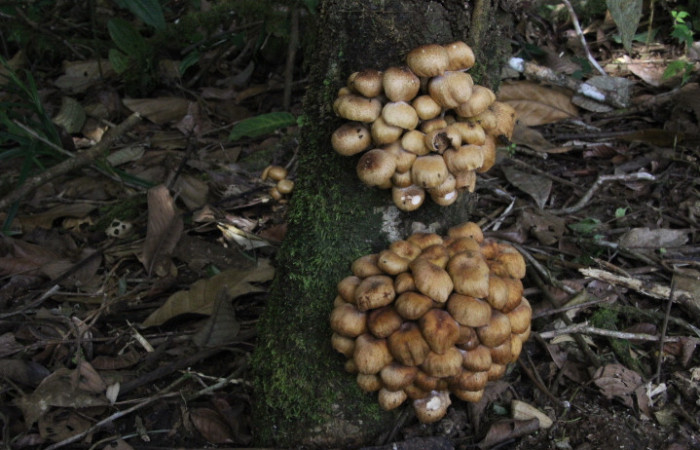 Figura. 7. Hongo castaño, <i>Pholiota adiposa</i> (Strophariaceae), Estación Biológica Quica, Sector Pitilla (ACG). Foto: Dinia Martínez, Febrero 2026.