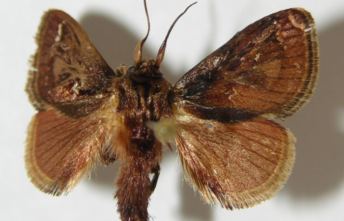 Fig.1. Adulto de <i>Euclea buscki</i>. En vista dorsal de 25mm de longitud. Voucher : 92-SRNP-4819-DHJ520484.jpg.