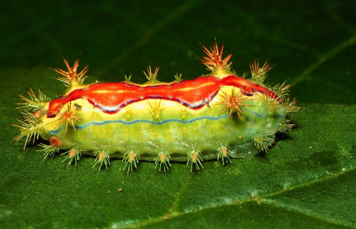 Fig.10. Mostrando larva de <i>Euclea buscki</i>, en posición dorsal. Voucher : 00-SRNP-15931-DHJ55990.jpg.