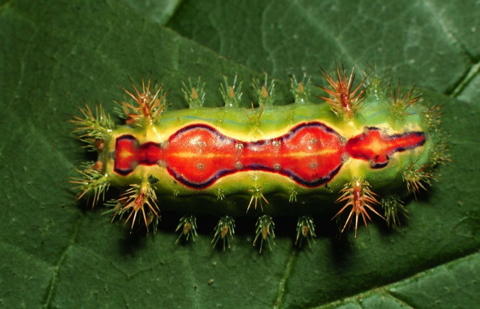 Fig.11. Mostrando larva de <i>Euclea buscki</i>, en posición dorsal. Voucher :00-SRNP-15931-DHJ56004.jpg.