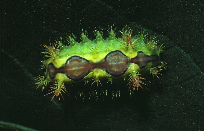 Fig.12. Larva de <i>Euclea buscki</i>, en posición dorsal. Voucher : 81-SRNP-1023-DHJ3249.jpg.