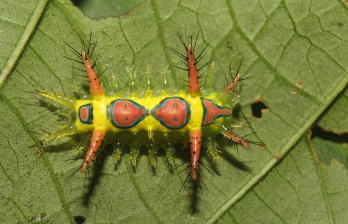 Fig. 14. Mostrando larva de <i>Euclea</i> busckiDHJ01, en posición dorsal. Voucher : 23-SRNP-71889-DHJ782915.jpg.