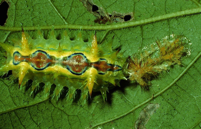 Fig. 15. Mostrando larva de <i>Euclea buscki</i>, en posición dorsal. Voucher : 92-SRNP-4819-DHJ16762.jpg