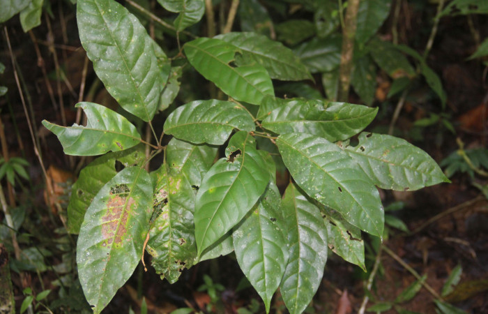 Fig.17. Planta de <i>Croton schiedeanus</i> (Euphorbiaceae), planta hospedera de <i>Euclea buscki</i>.