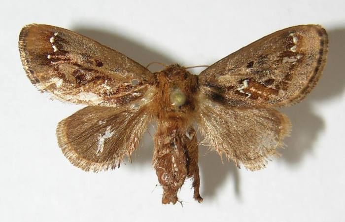 Fig.3. Adulto de <i>Euclea</i> busckiDHJ04. En vista dorsal de 27mm de longitud. Voucher : 09-SRNP-56916-DHJ520000.jpg.