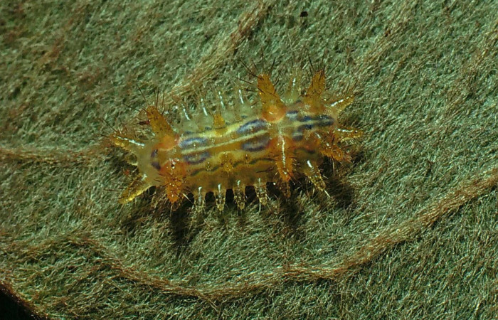 Fig.5. Mostrando larva de <i>Euclea buscki</i>. En posición dorsal. Voucher :  81-SRNP-674-DHJ2866.jpg.
