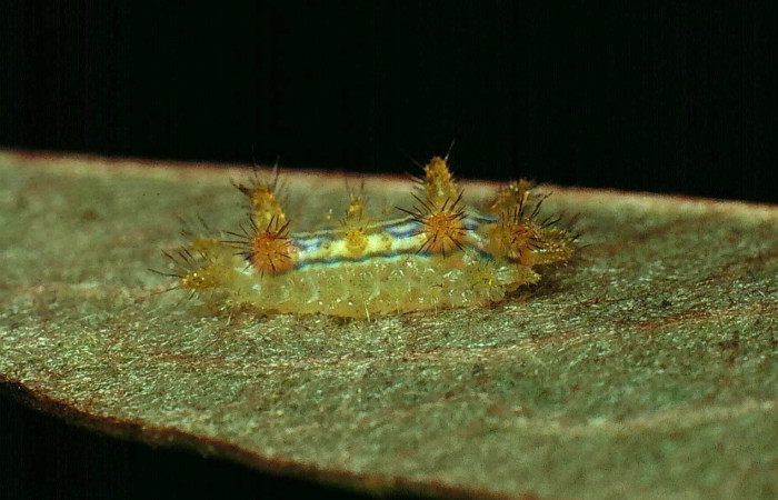 Fig.6. Mostrando larva de <i>Euclea buscki</i>. En posición lateral. Voucher : 81-SRNP-674-DHJ2865.jpg.