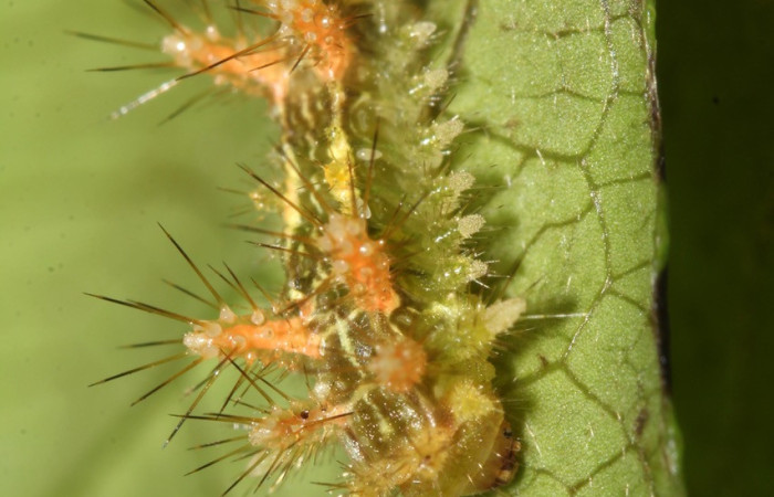 Fig.7. Mostrando larva de <i>Euclea buscki</i>. En posición frontal. Voucher : 17-SRNP-32208-DHJ740339.jpg.
