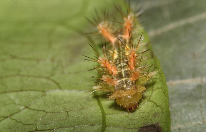 Fig.8. Mostrando larva de <i>Euclea buscki</i>. En posición dorsal Voucher : 17-SRNP-32208-DHJ740338.jpg.
