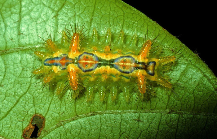 Fig.9. Mostrando larva de <i>Euclea buscki</i>, en posición dorsal. Voucher : 92-SRNP-3305-DHJ15982.jpg. 