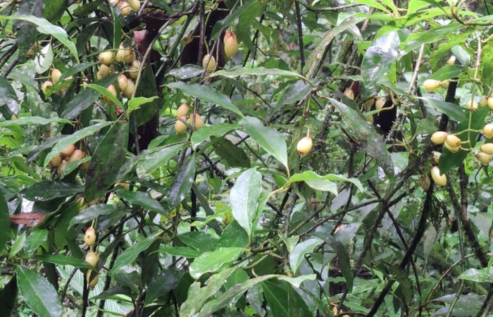  Frutos de <i>Chrysochlamys glauca</i> (Clusiaceae). Sector San Cristóbal, Vado río Cucaracho. Foto Elda Araya Martínez

