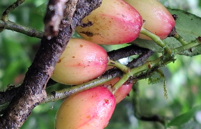  Frutos de <i>Chrysochlamys glauca</i> (Clusiaceae). Sector San Cristóbal, Melina Bufalo. Foto Elda Araya Martínez