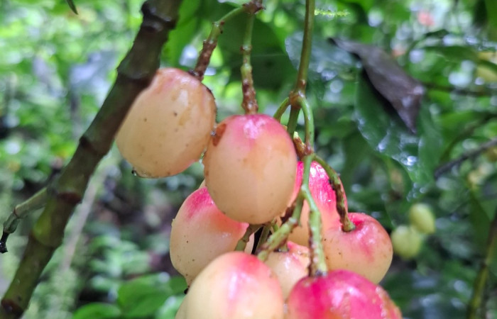  Frutos de <i>Chrysochlamys glauca</i> (Clusiaceae). Sector San Cristóbal, Melina Bufalo. Foto Elda Araya Martínez