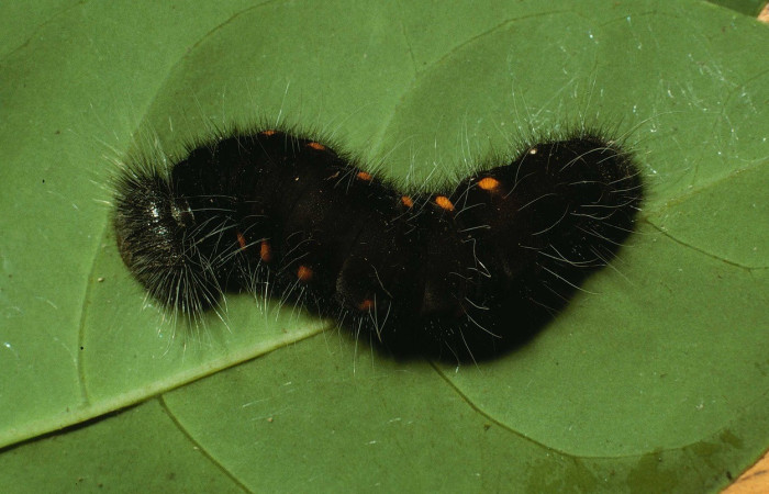  Larva en posición dorsal de <i>Yanguna cosyra</i> (Hesperiidae), U estadio. Sector San Cristóbal Sendero Perdido. Voucher 01-SRNP-2272-DHJ61173.jpg.