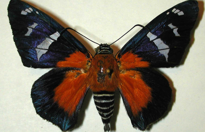  Adulto en posición dorsal de <i>Yanguna cosyra</i> (Hesperiidae). Sector Cacao, Sendero Circular. Voucher 97-SRNP-1598-DHJ32016.