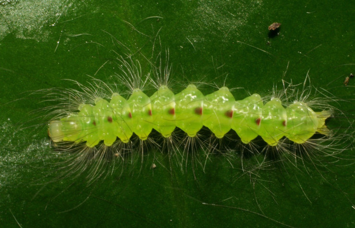  Larva en posición dorsal de <i>Elaeognatha argyritis</i> (Nolidae), PU estadio. Sector San Cristóbal, Estación San Gerardo. Voucher 06-SRNP-50-DHJ409326.jpg.