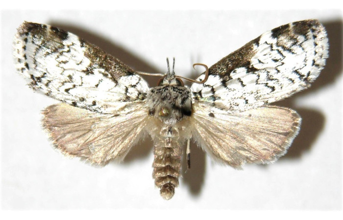  Adulto en posición dorsal de <i>Elaeognatha argyritis</i> (Nolidae), Sector San Cristóbal, Quebrada Cementerio Voucher 03-SRNP-34800-DHJ312110.