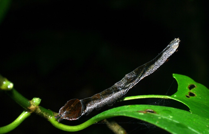  Larva en posición lateral de <i>Nystalea henrikekmani</i> (Notodontidae), PU estadio. Sector San Cristóbal, Finca San Gabriel. Voucher 13-SRNP-5619-DHJ487458.jpg.