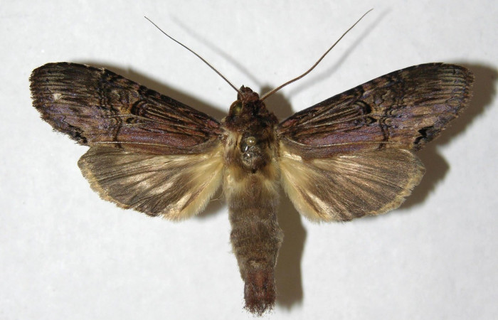  Adulto en posición dorsal de <i>Nystalea henrikekmani</i> (Notodontidae), Sector San Cristóbal, Quebrada Cementerio Voucher 013-SRNP-5619-DHJ599508.