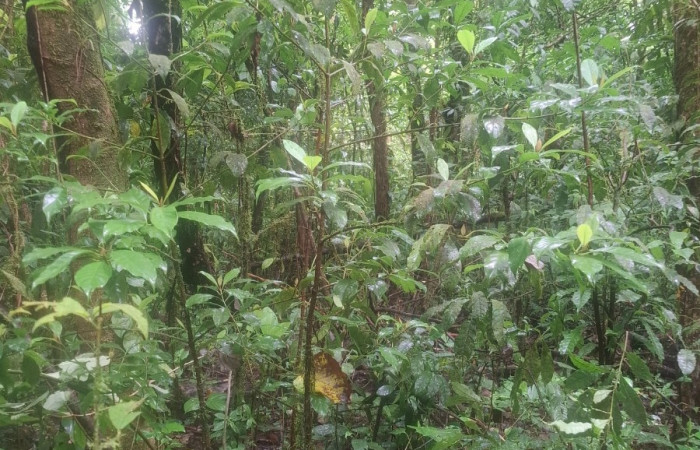  Plantas juveniles de <i>Chrysochlamys glauca</i> (Clusiaceae). Sector San Cristóbal, Melina Bufalo. Foto Elda Araya Martínez
