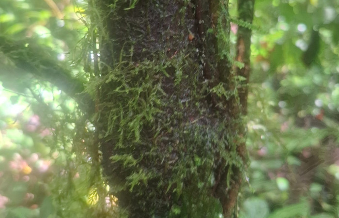  Corteza de <i>Chrysochlamys glauca</i> (Clusiaceae). Sector San Cristóbal, Melina Bufalo. Foto Elda Araya Martínez
