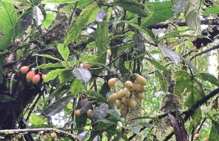  Plantas de <i>Chrysochlamys glauca</i> (Clusiaceae). Sector San Cristóbal, Melina Bufalo. Foto Elda Araya Martínez
