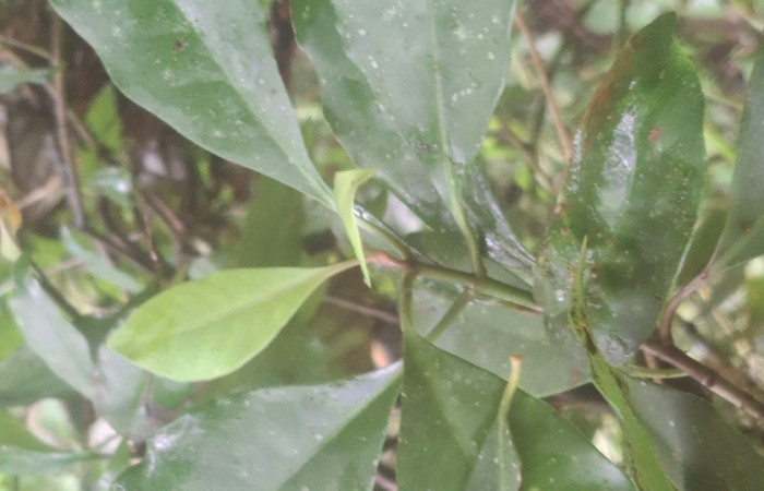Haz de hojas de <i>Chrysochlamys glauca</i> (Clusiaceae). Sector San Cristóbal, Melina Bufalo. Foto Elda Araya Martínez
